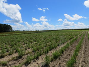 Cover photo for 2018 Stevia Field Day